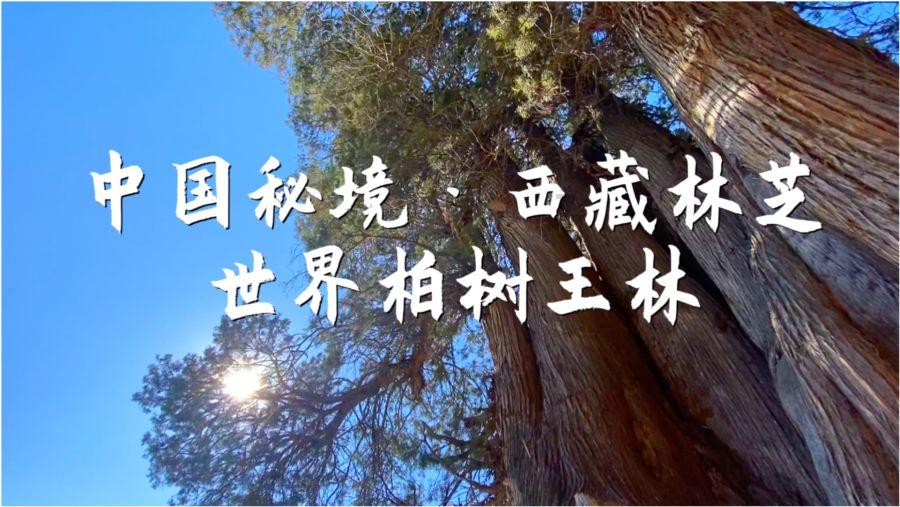彼得比尔特379拼图